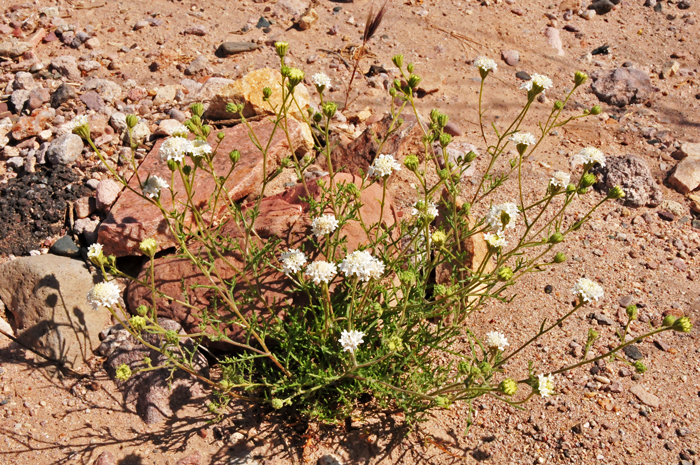 Esteve’s Pincushion grows up to a foot or more with 1 or multiple stems. Plants prefer elevations from 100 to 6,500 feet (30 – 1,800) and are found in lower and upper deserts, openings in chaparral, pinyon-juniper, mesas, plains, sandy or gravelly slopes and washes. Chaenactis stevioides